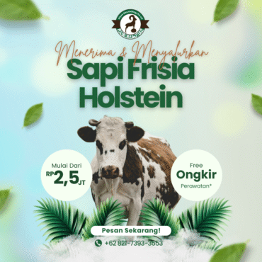 Sapi Frisia – Holstein