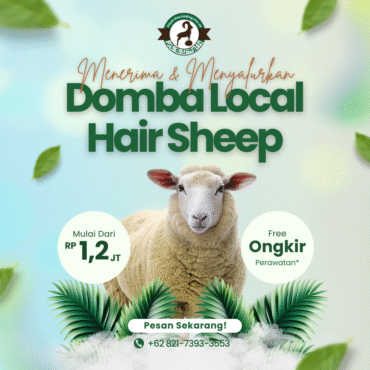 Domba Lokal – Hair Sheep